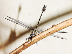 Phyllogomphoides nayaritensis