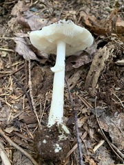Amanita solaniolens