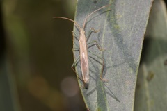 Mutusca brevicornis