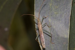 Mutusca brevicornis