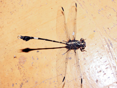 Phyllogomphoides nayaritensis