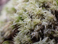 Leucobryum glaucum