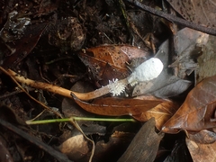 Ophiocordycipitaceae