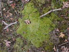 Leucobryum glaucum