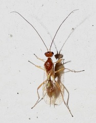 Meteorinae