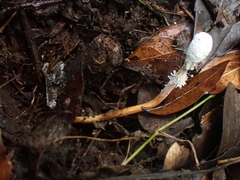 Ophiocordycipitaceae