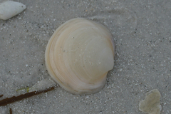 Anodontia alba