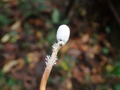 Ophiocordycipitaceae