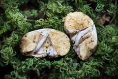 Russula stricklandiorum
