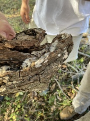 Sclerotinia sclerotiorum