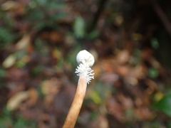 Ophiocordycipitaceae