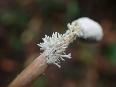 Ophiocordycipitaceae