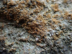 Fellhanera crucitignorum