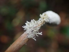 Ophiocordycipitaceae