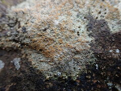 Fellhanera crucitignorum