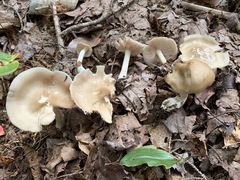 Entoloma whiteae