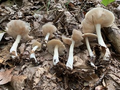 Entoloma whiteae