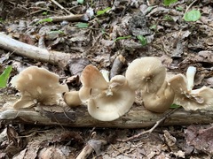 Entoloma whiteae