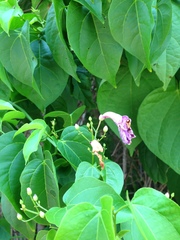 Bignonia