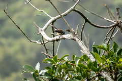 Rhipidura fuliginosa placabilis