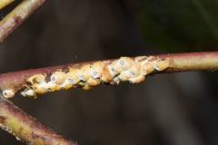 Eriococcus