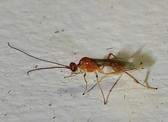 Meteorinae