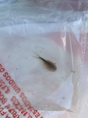 Triops