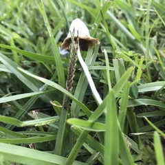 Conocybe apala albipes
