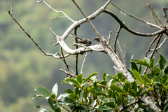 Rhipidura fuliginosa placabilis