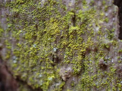 Chrysothrix xanthina