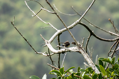 Rhipidura fuliginosa placabilis