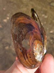 Unionoidea
