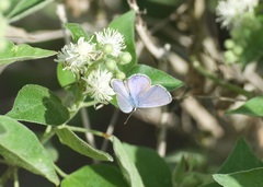 Hemiargus ceraunus