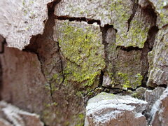 Chrysothrix xanthina