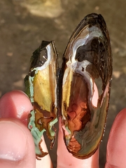 Unionoidea