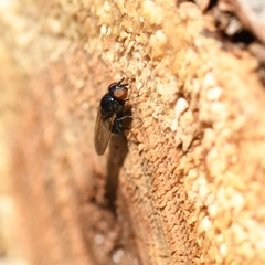 Lonchaea