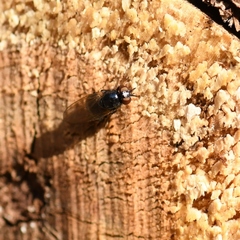 Lonchaea