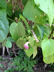 Bignonia