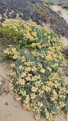 Astragalus nuttallii