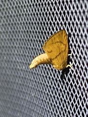 Apoda y-inversa