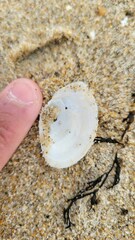 Tellinoidea