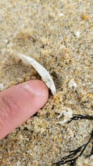 Tellinoidea