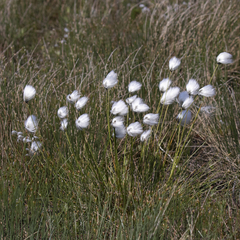 Eriophorum