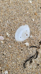 Tellinoidea