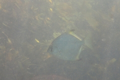 Monodactylus argenteus
