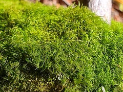 Dicranum montanum