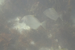 Monodactylus argenteus