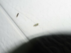 Graminella nigrifrons