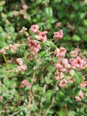 Viviania marifolia