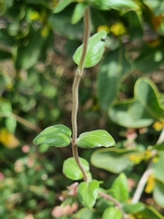 Viviania marifolia